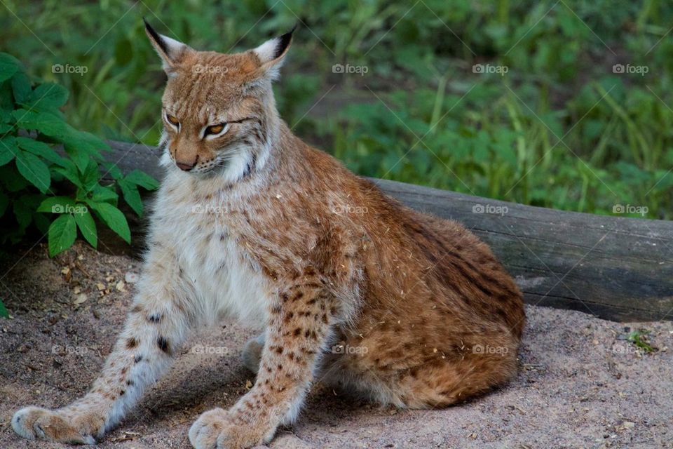 Lynx