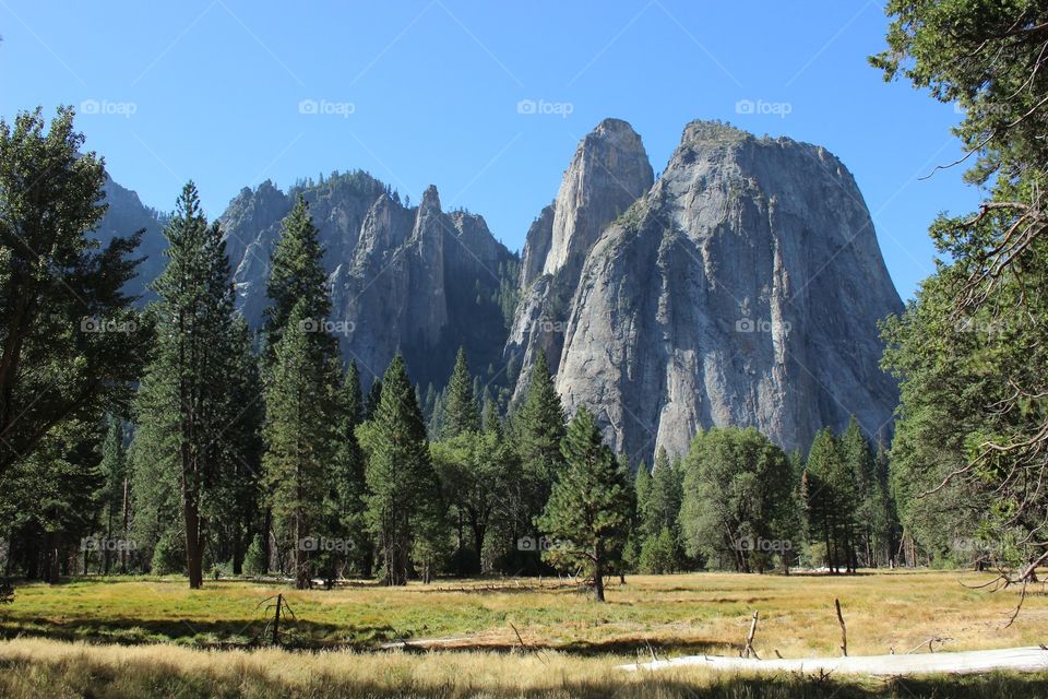 Yosemite valley floor and forest