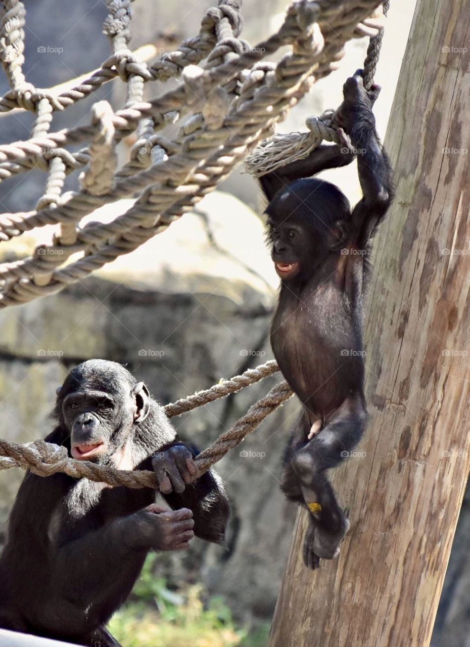 Bonobo Monkeys 