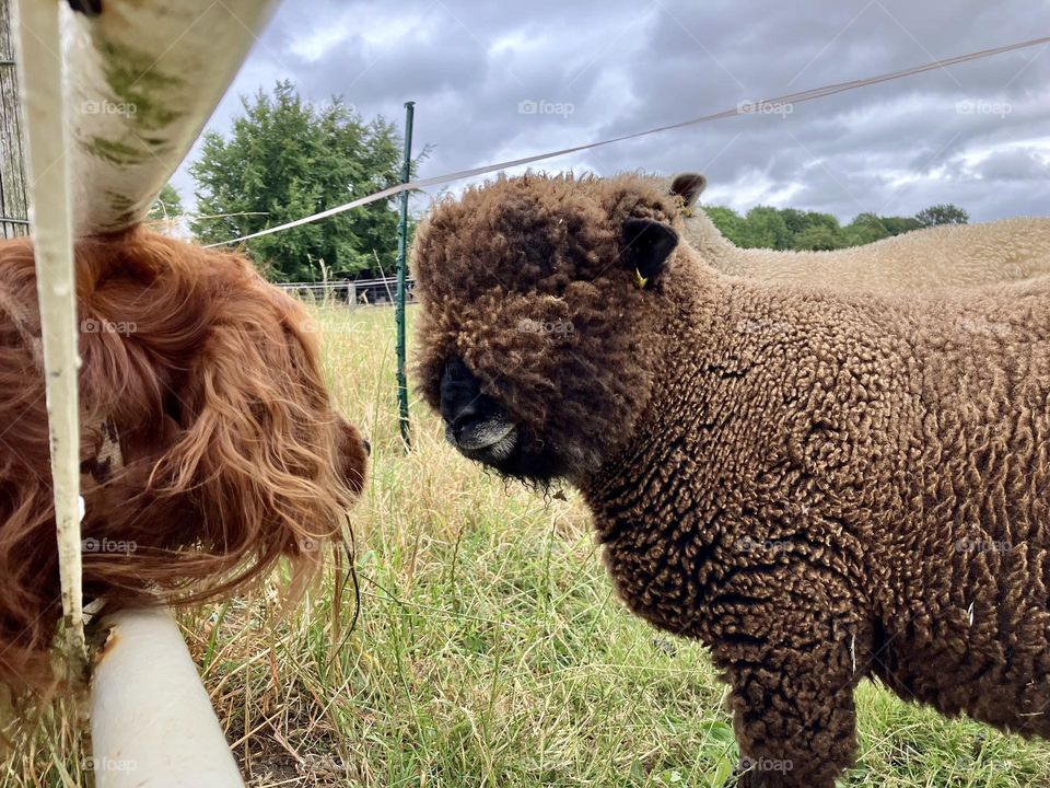 Quinn (Red Setter Left head) curiously poking his head through a fence to take a closer look at a brown wooly sheep (Right Hand Side ) most unusual pedigree sheep ? Are there any foaper farmers out there who know the name of this breed of sheep ?!?!