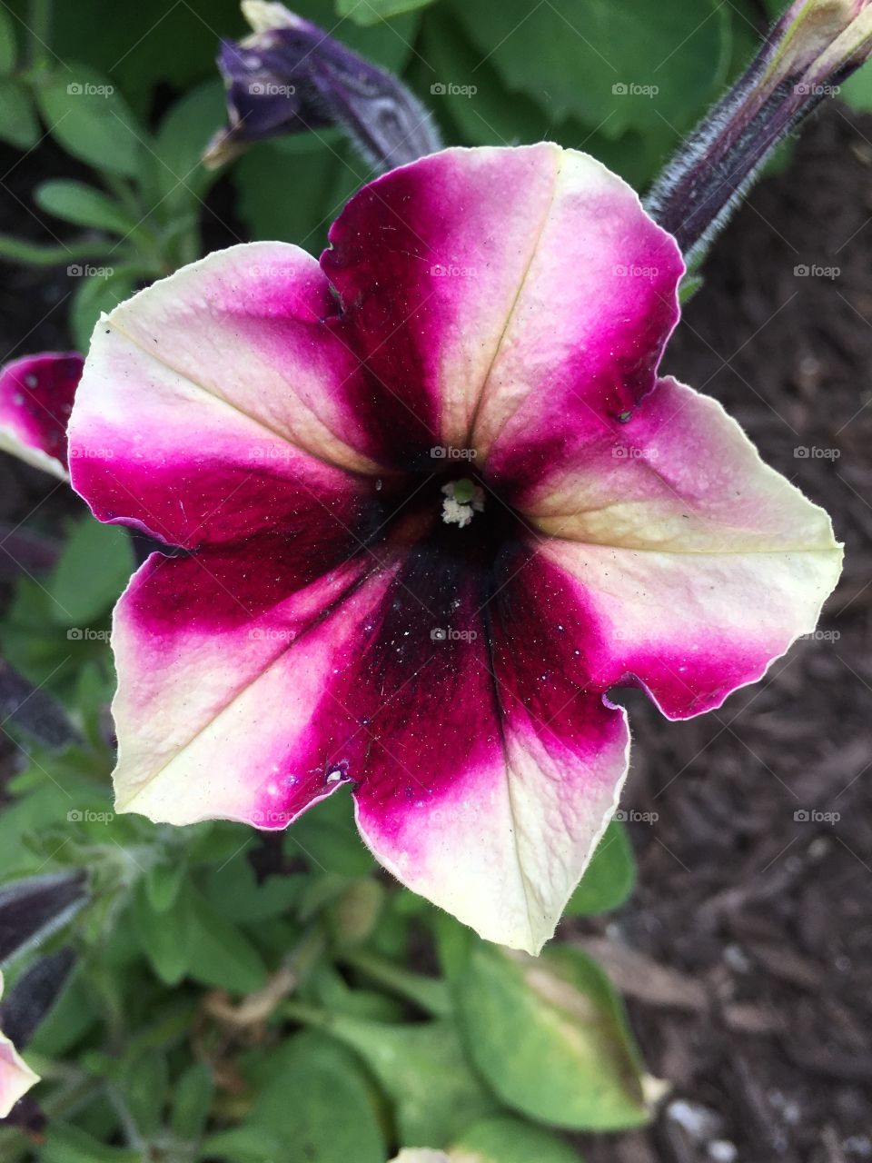 Pink and white petunia 