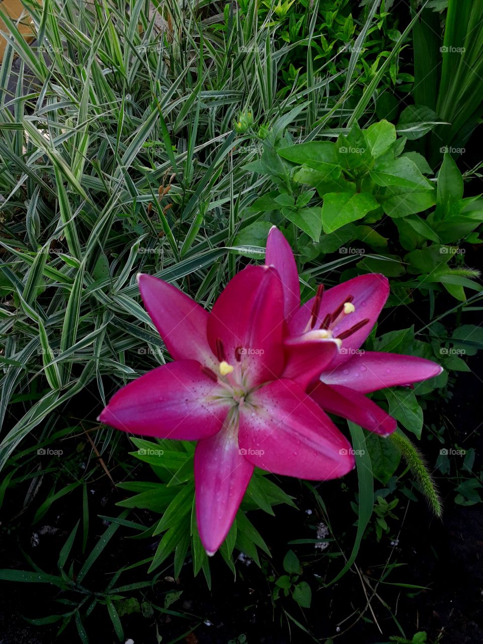 rose lily