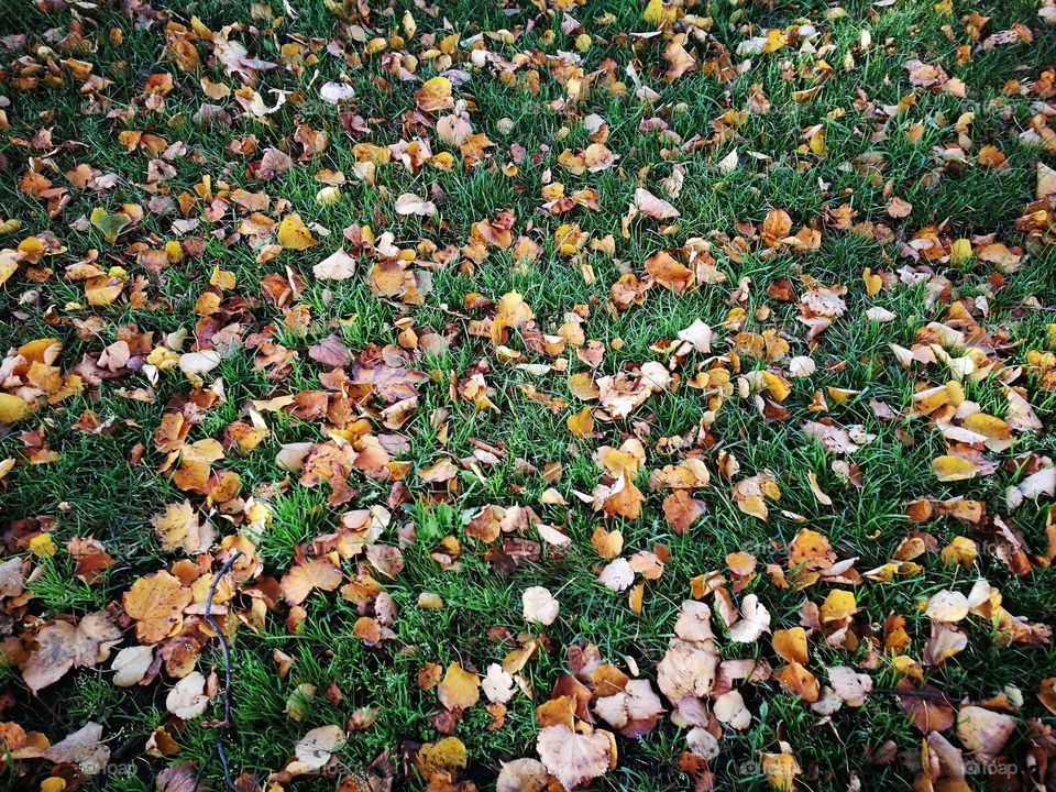 fall time lawn