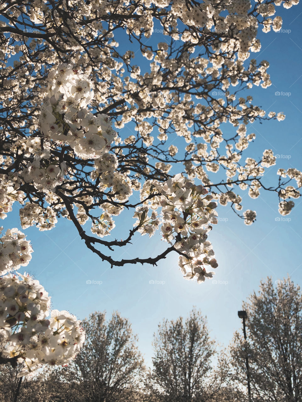 Blooming white flowers in the daytime