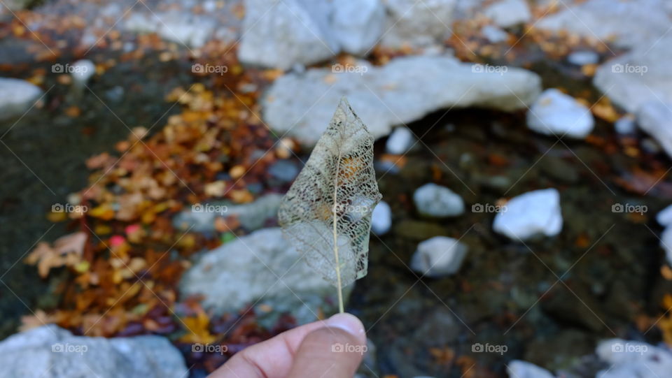 A person holding a leaf