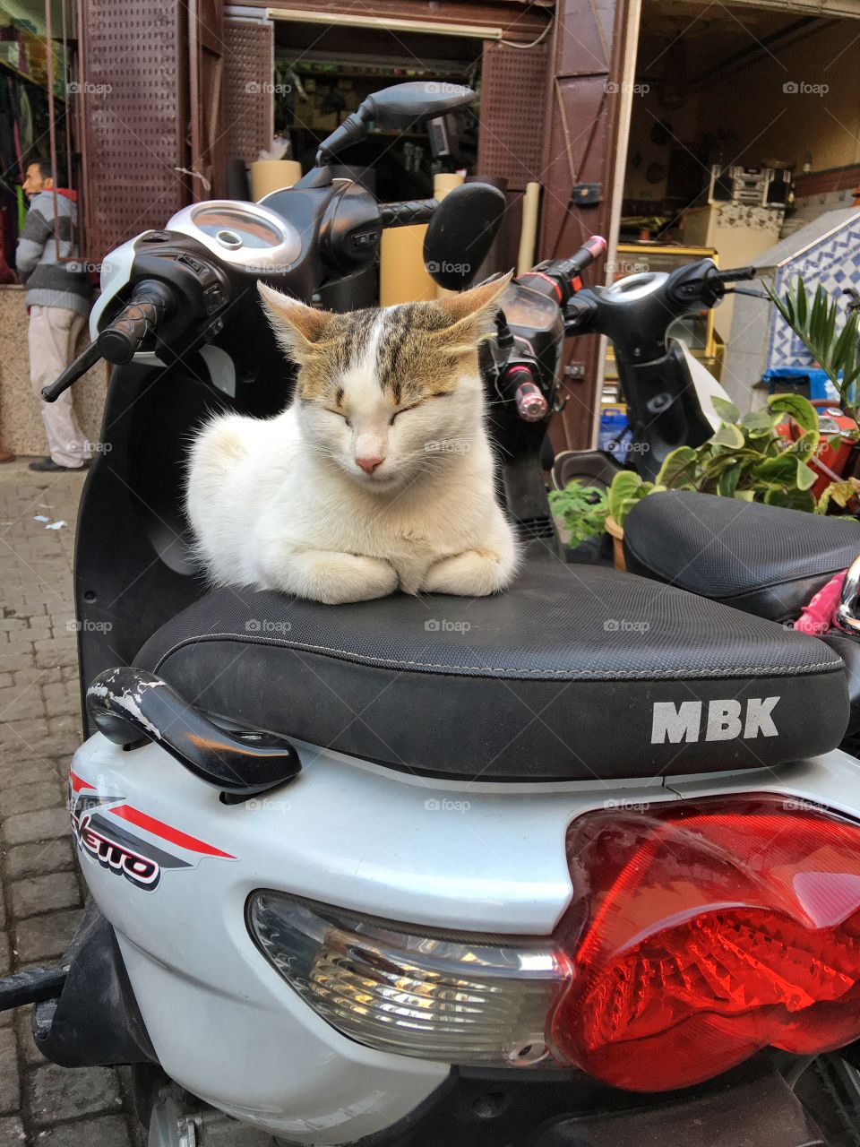 Motorcycle cat