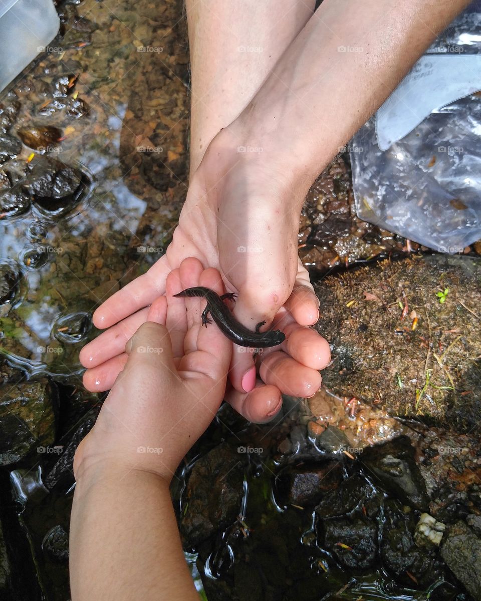 High angle view of two people's hand with salamander