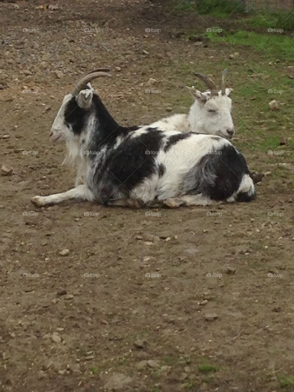 Goats just resting