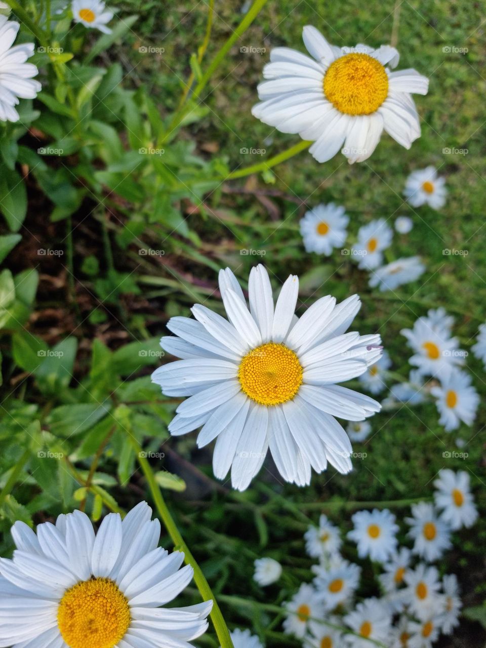 Close-up of some daisy flower under the sun.