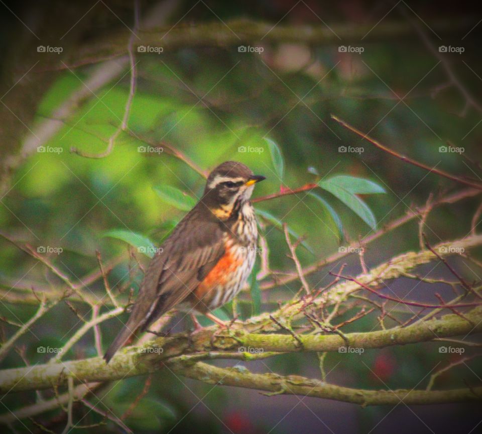 Redwing perching on a branch