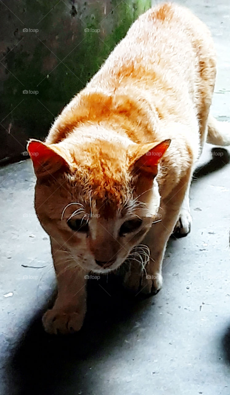 Cats of India. slow and steady move.