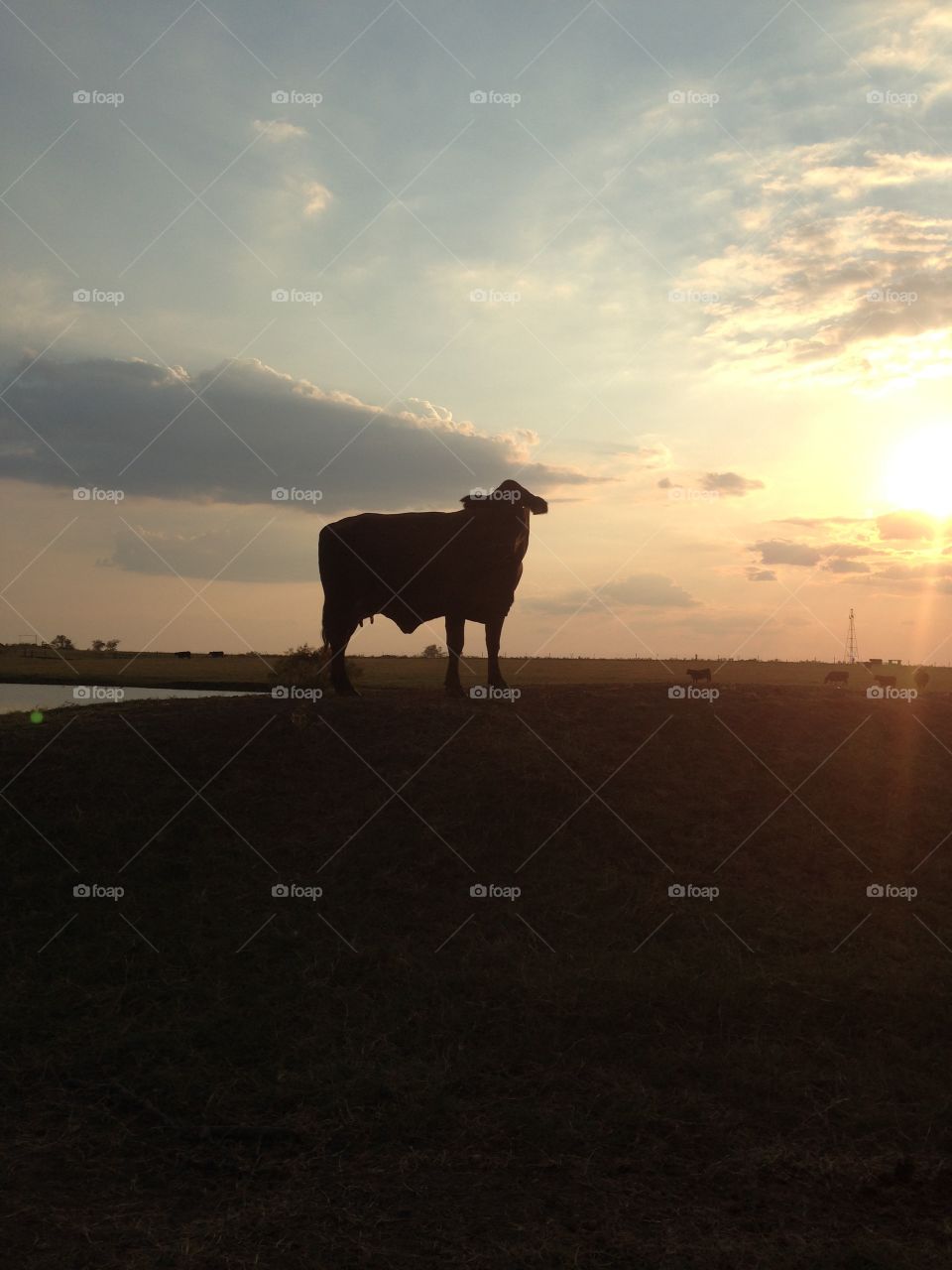 Momma cow looking out