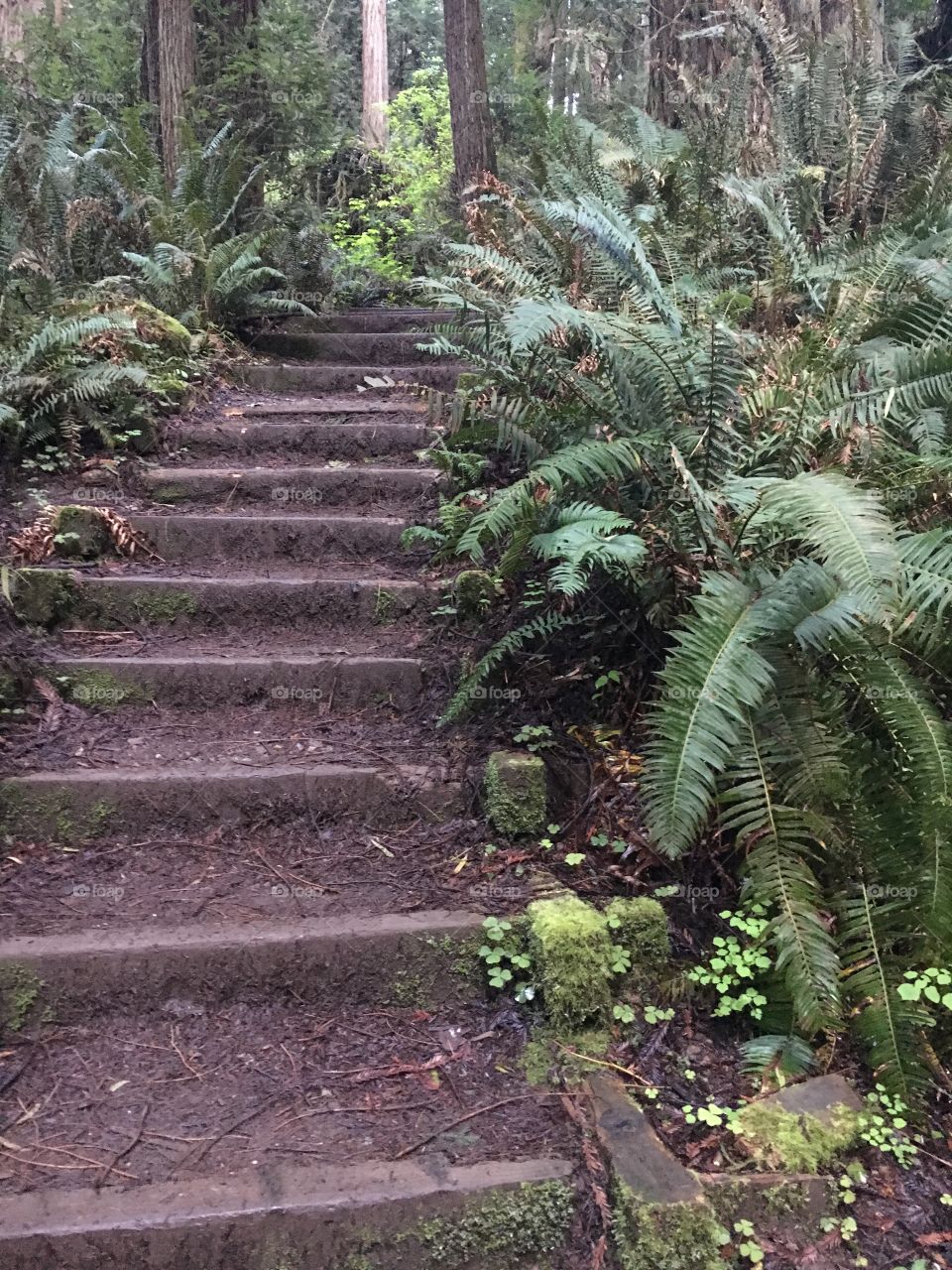 Forest stairway