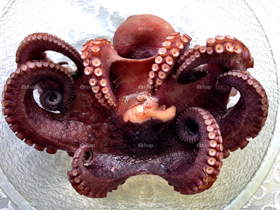 Octopus. Cooked octopus on a plate 