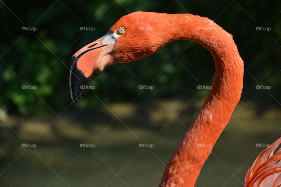 Flamingo