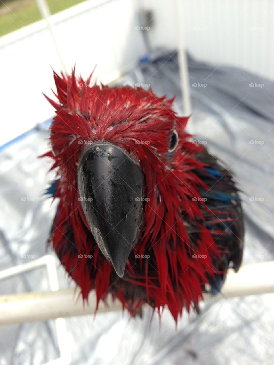 Close-up of wet parrot