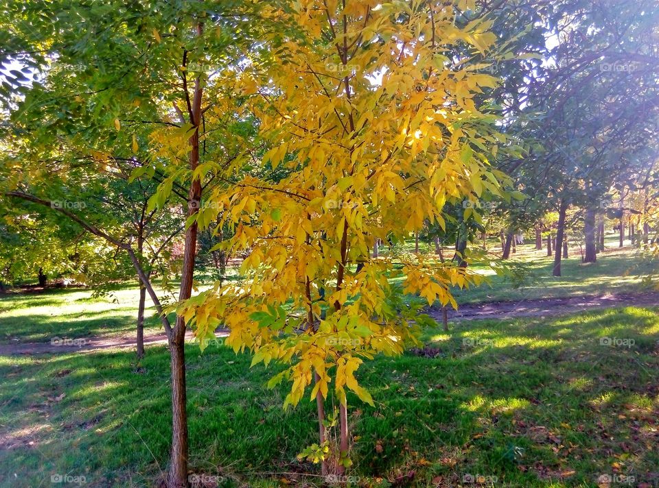autumn trees осенние деревья