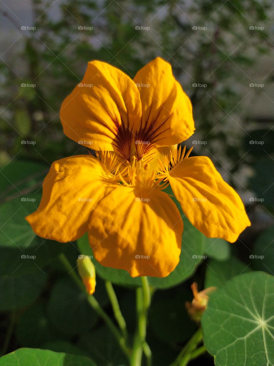 a special and lovely yellow capuchinha flower in the garden in a sunny day