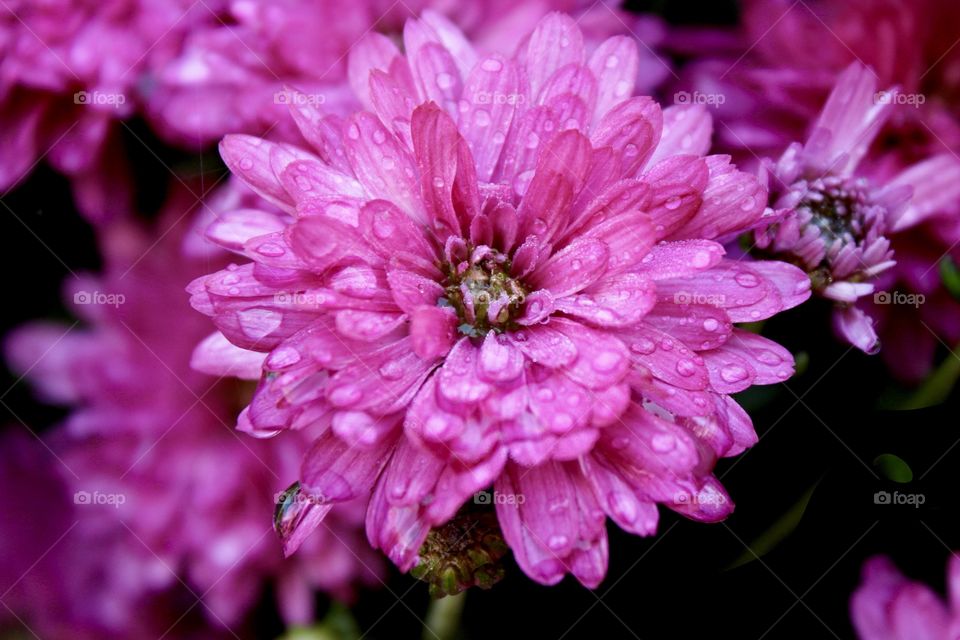 Fuchsia Mum with morning dew and natural sunlight  