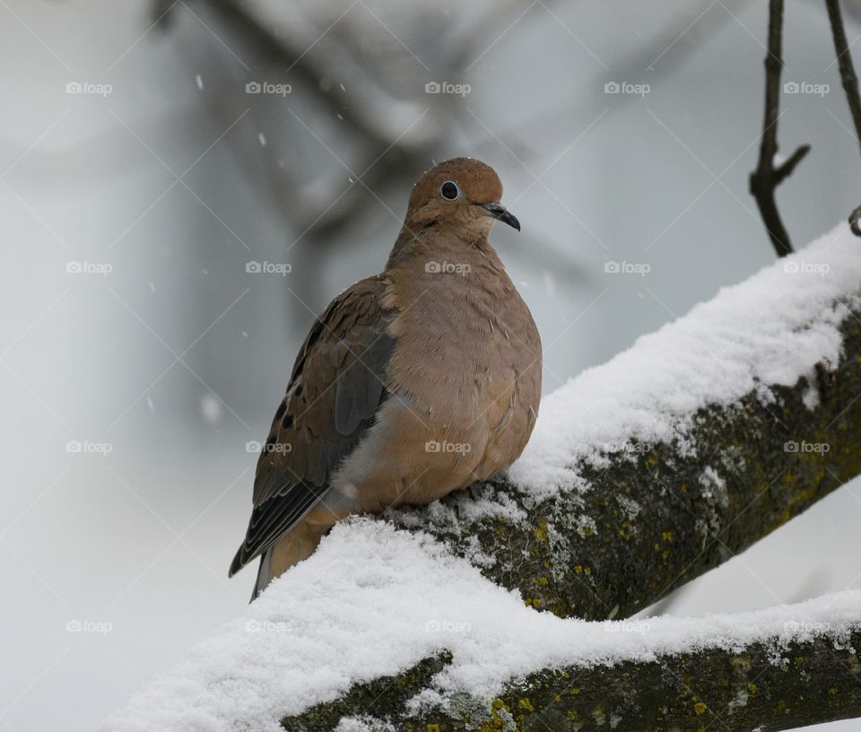 Mourning dove