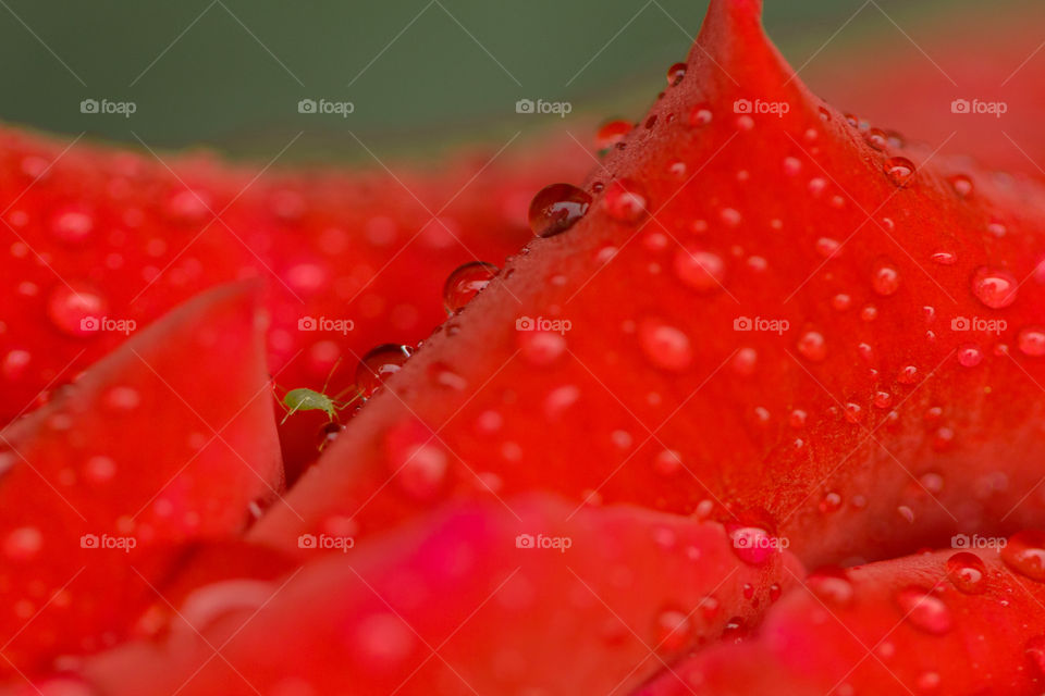 Green aphid under rose