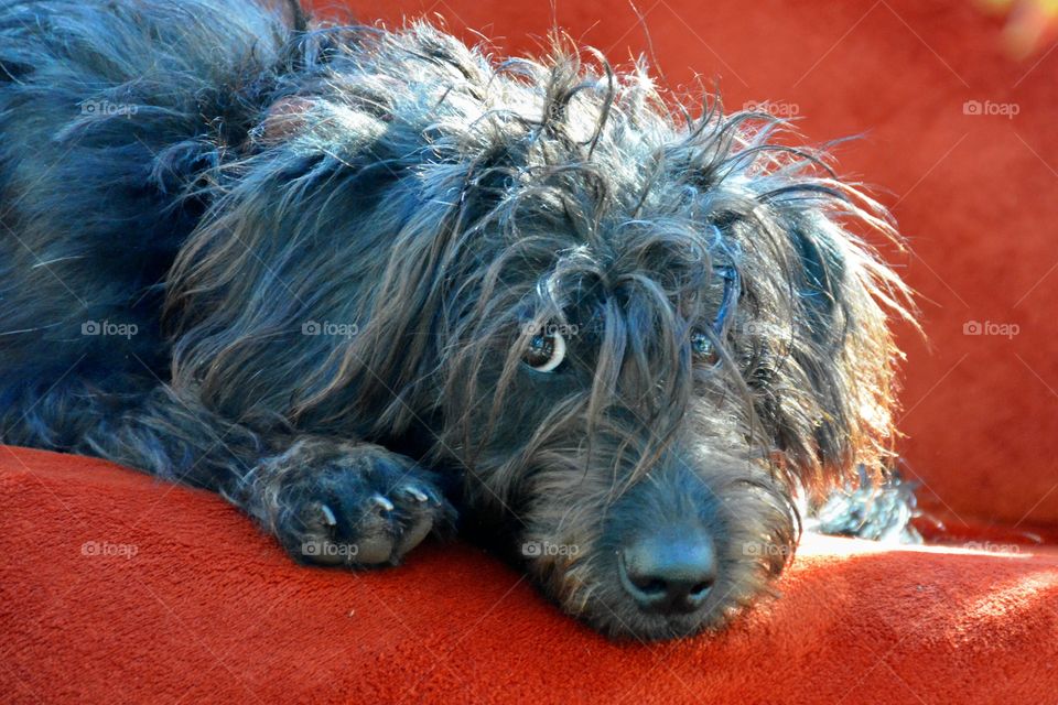 Close-up of a dog