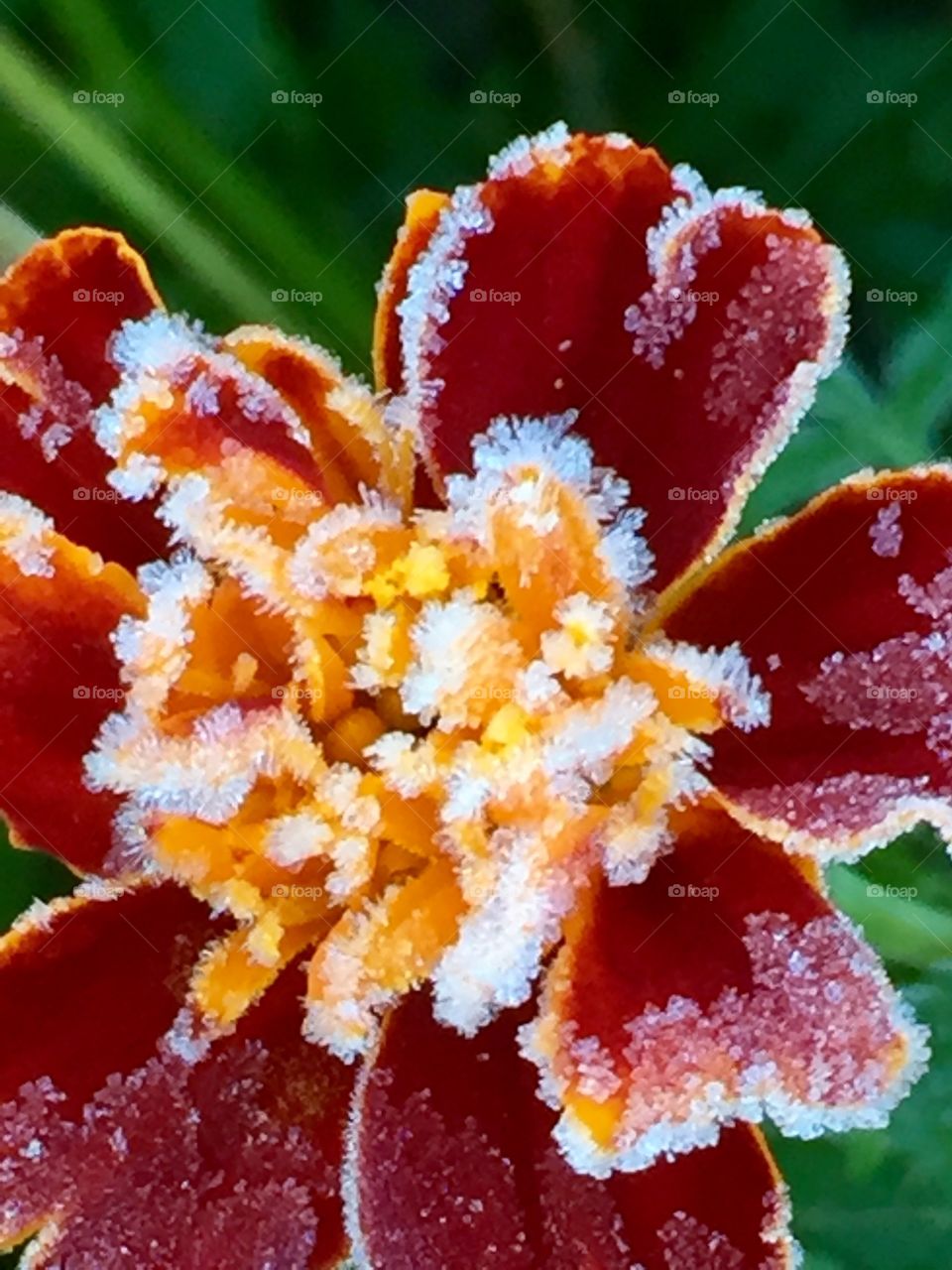 Frost on a marigold 