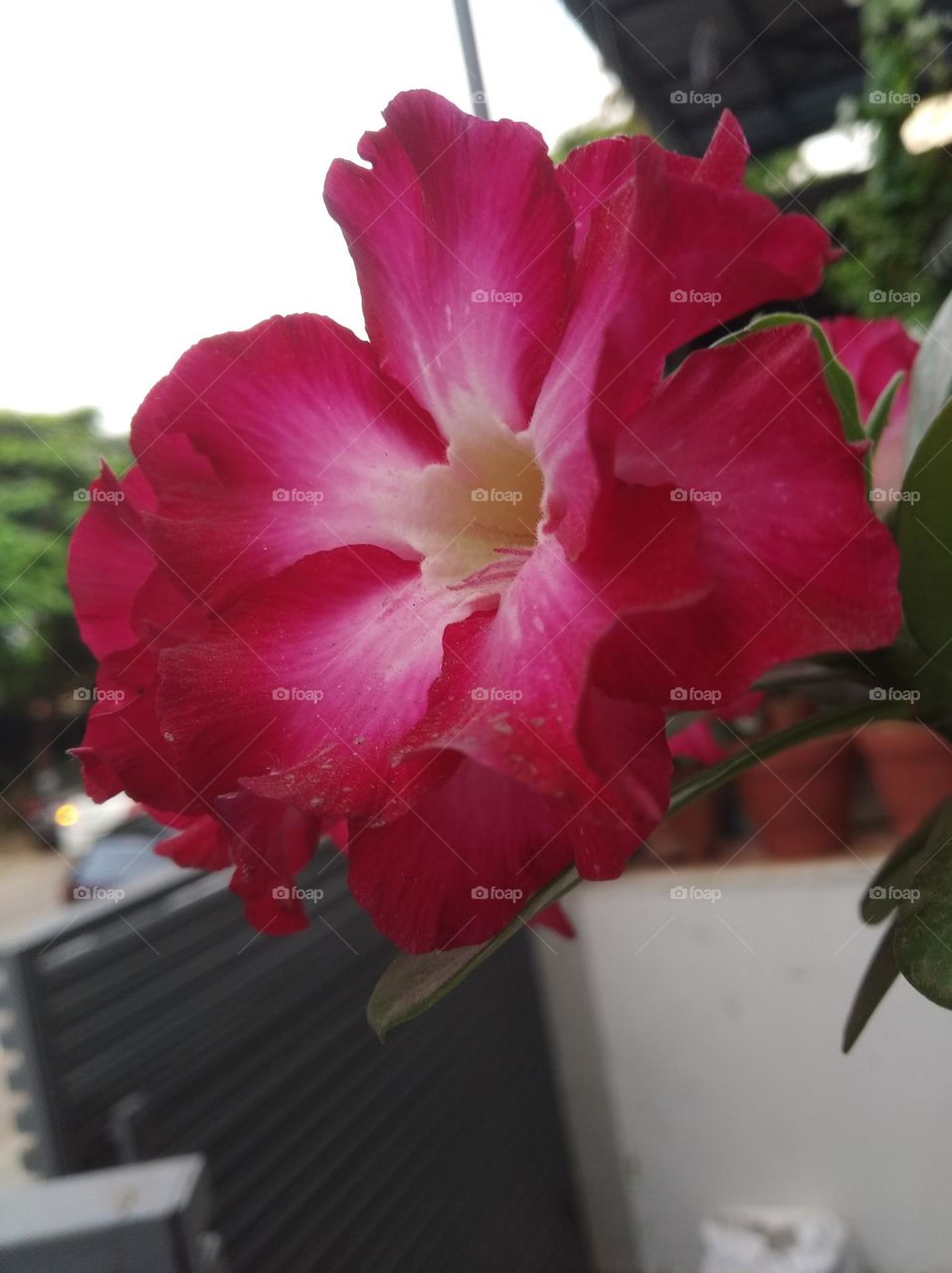 pink flower seasonal fresh shurb small size looks very beautiful generally found everywhere