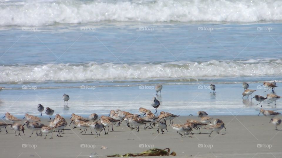 Sandpipers