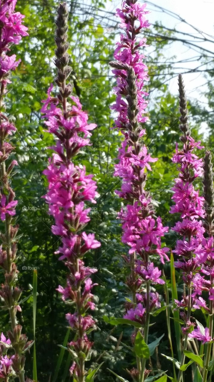 Purple Loofstrife