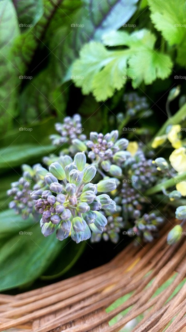 broccoli florets