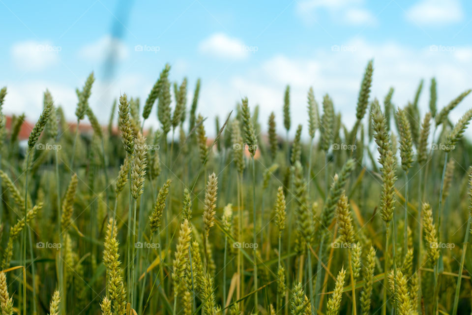 a field full of green wheat