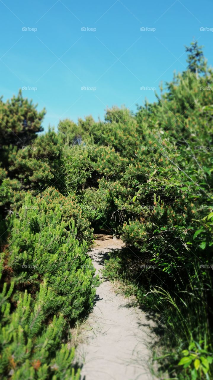 Passage into the forest.