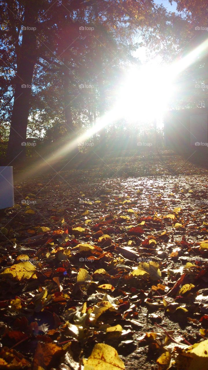 Sunshine on the ground. Sunshine on the leafs on the ground