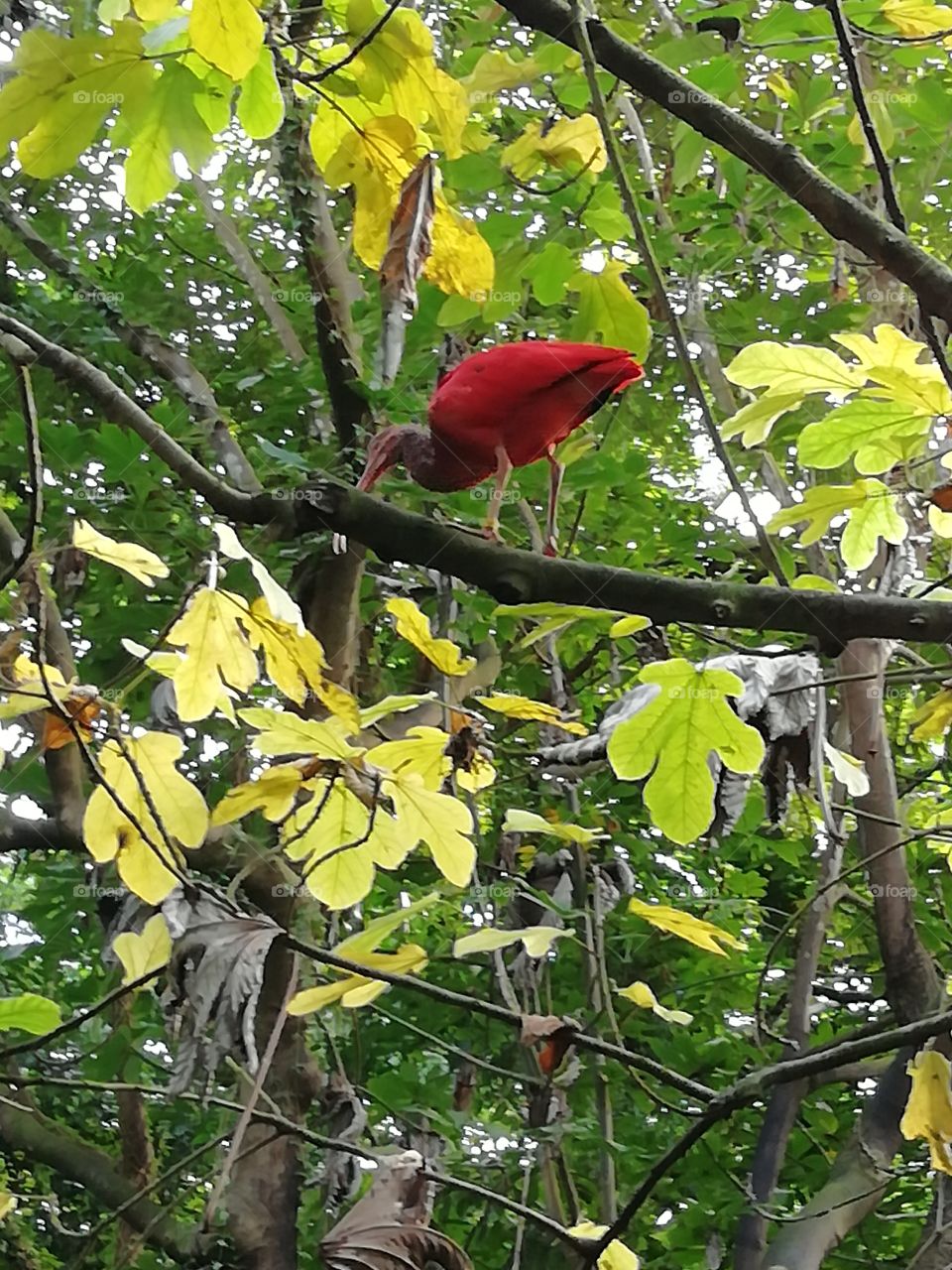 Red bird in jungle