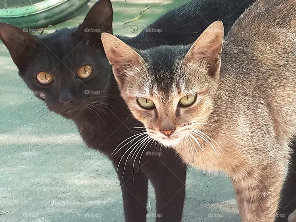 cats