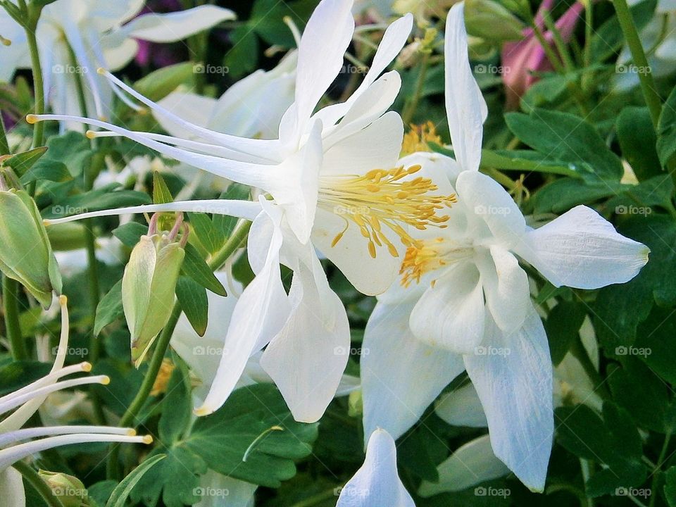 Spring Blossom