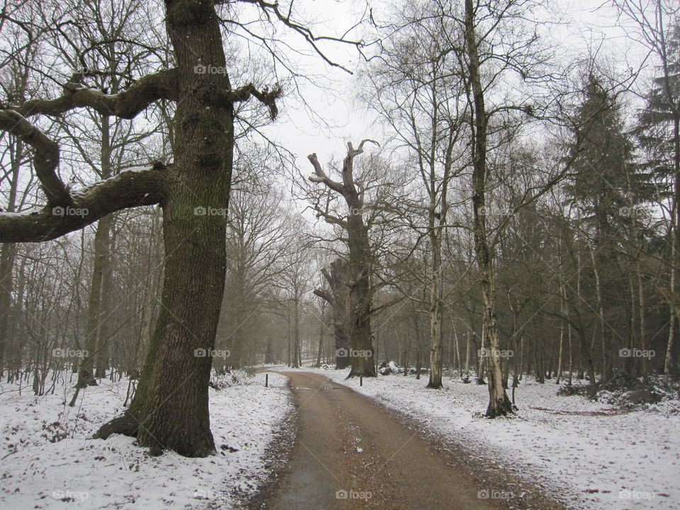 Woodland Lane