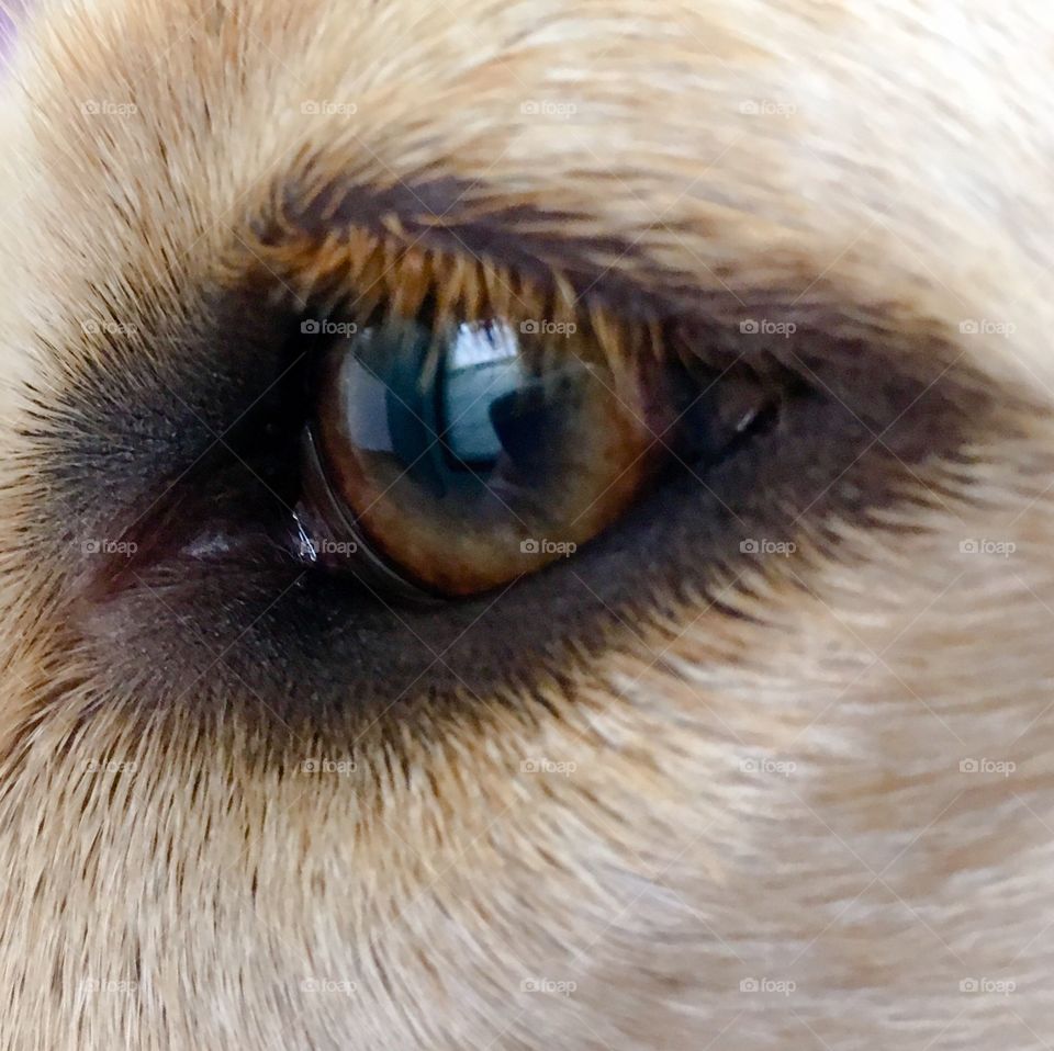 Dog eye