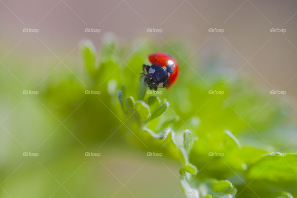 ladybird in green world