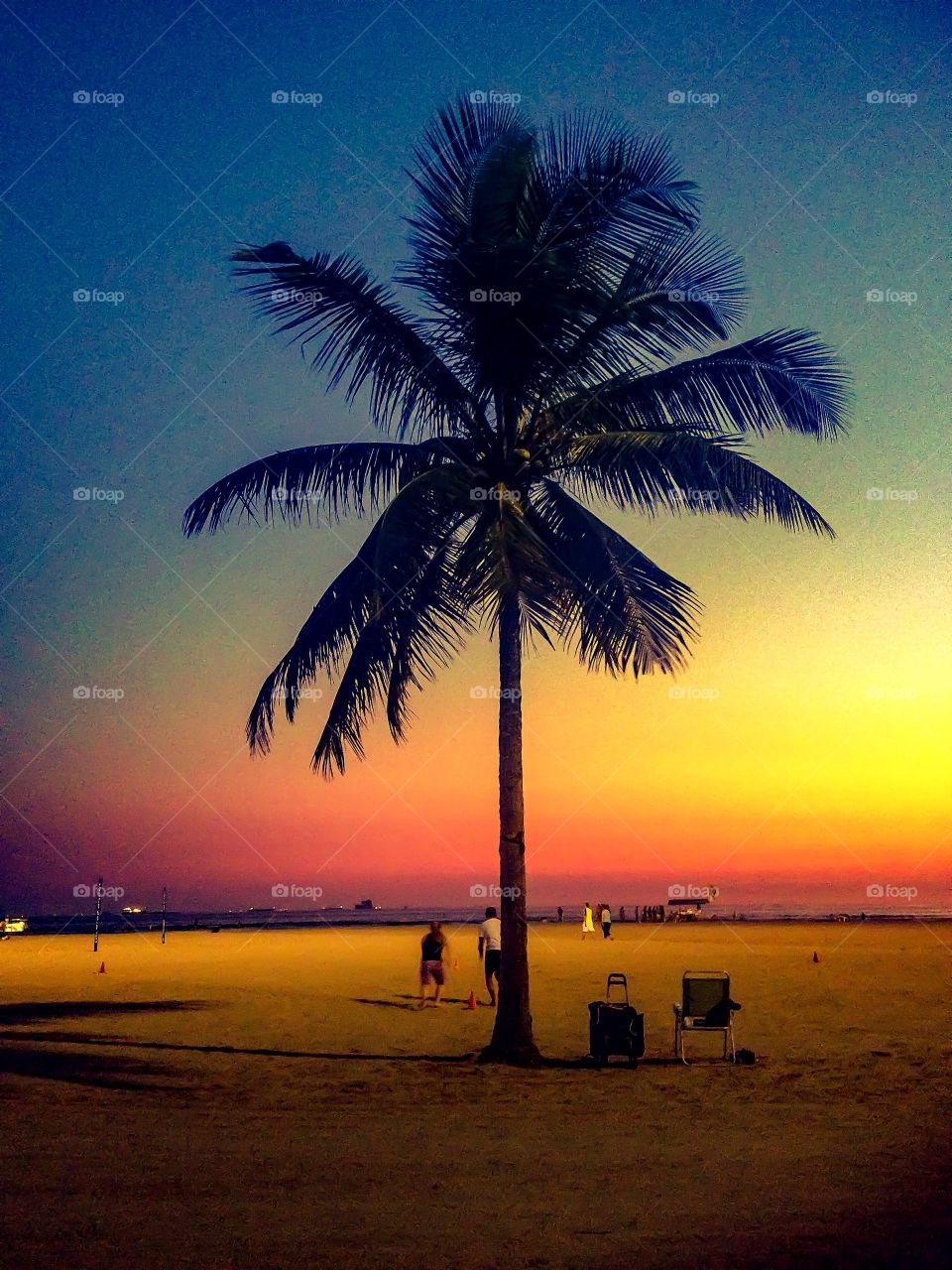 A lonely palm tree on the beach