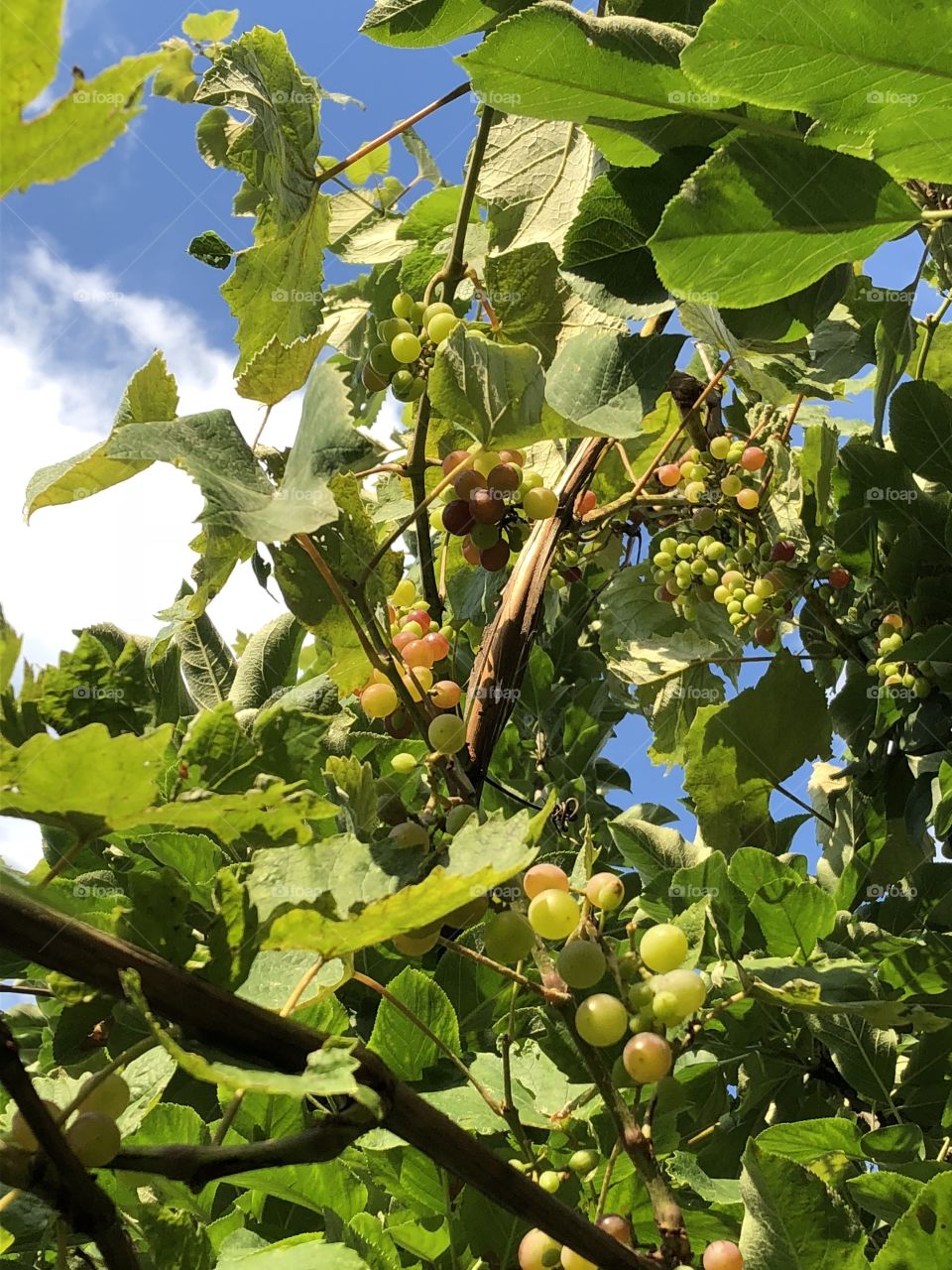 Yes, if you take good care, you can grow lots of grapes in Chicago! Time to harvest them, some are so ripe and yet others a brilliant green and sour! We need to fight the squirrels & cranky birds to get our own grapes!