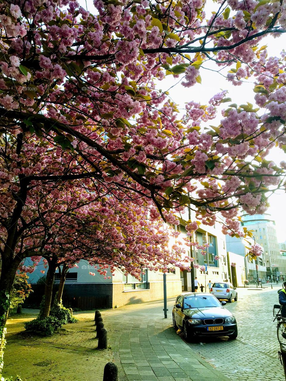 wiosna kwitnące drzewa