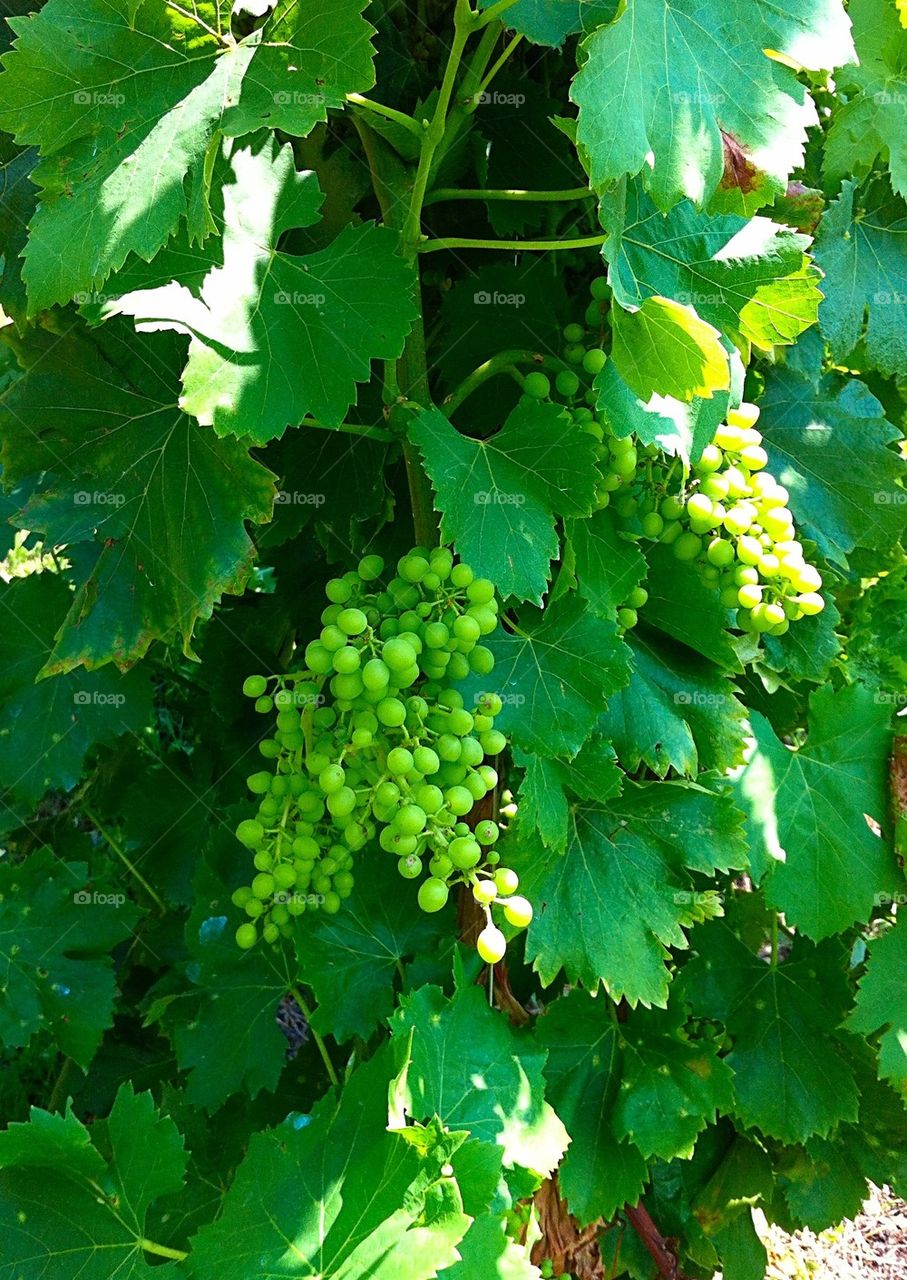 Young grapes