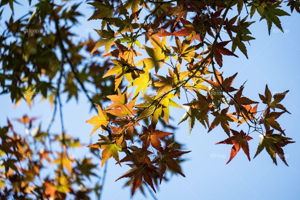 Beautiful color of Maple always be symbol of autumn  season