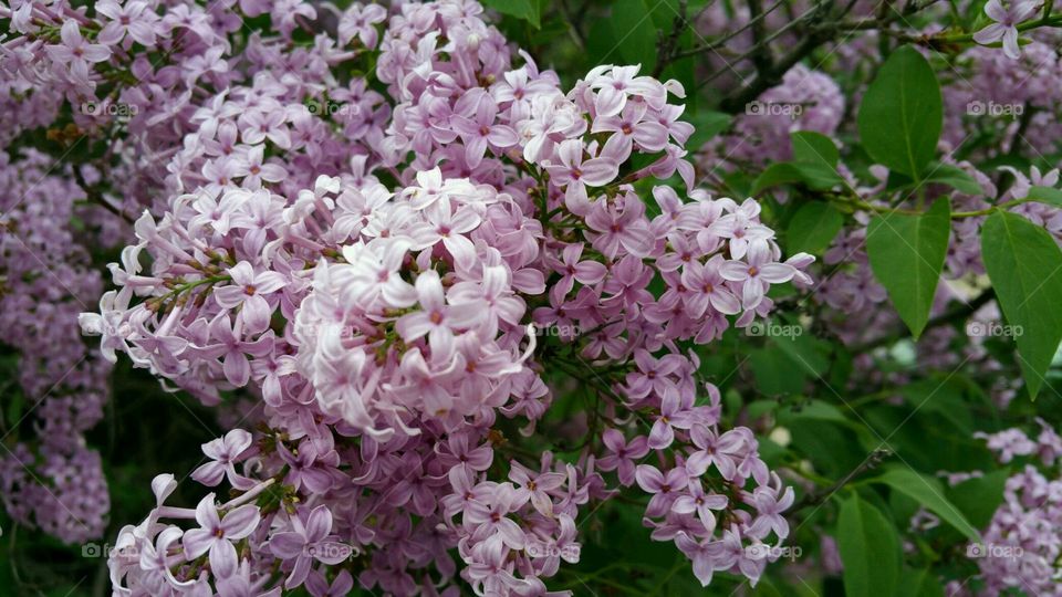 View of hydrangea flower