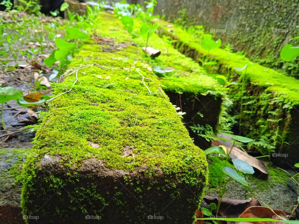 Green on concrete