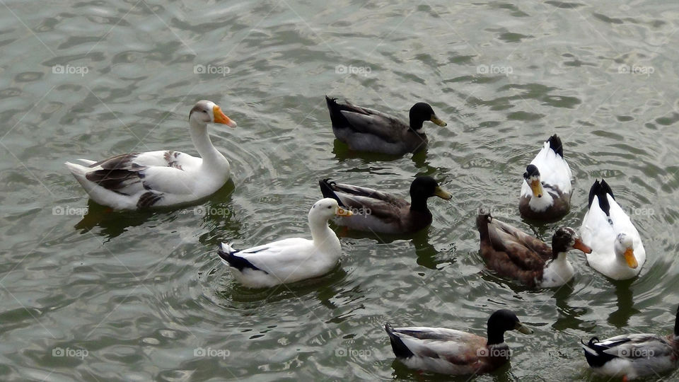 A team exploring their surroundings in search of food.