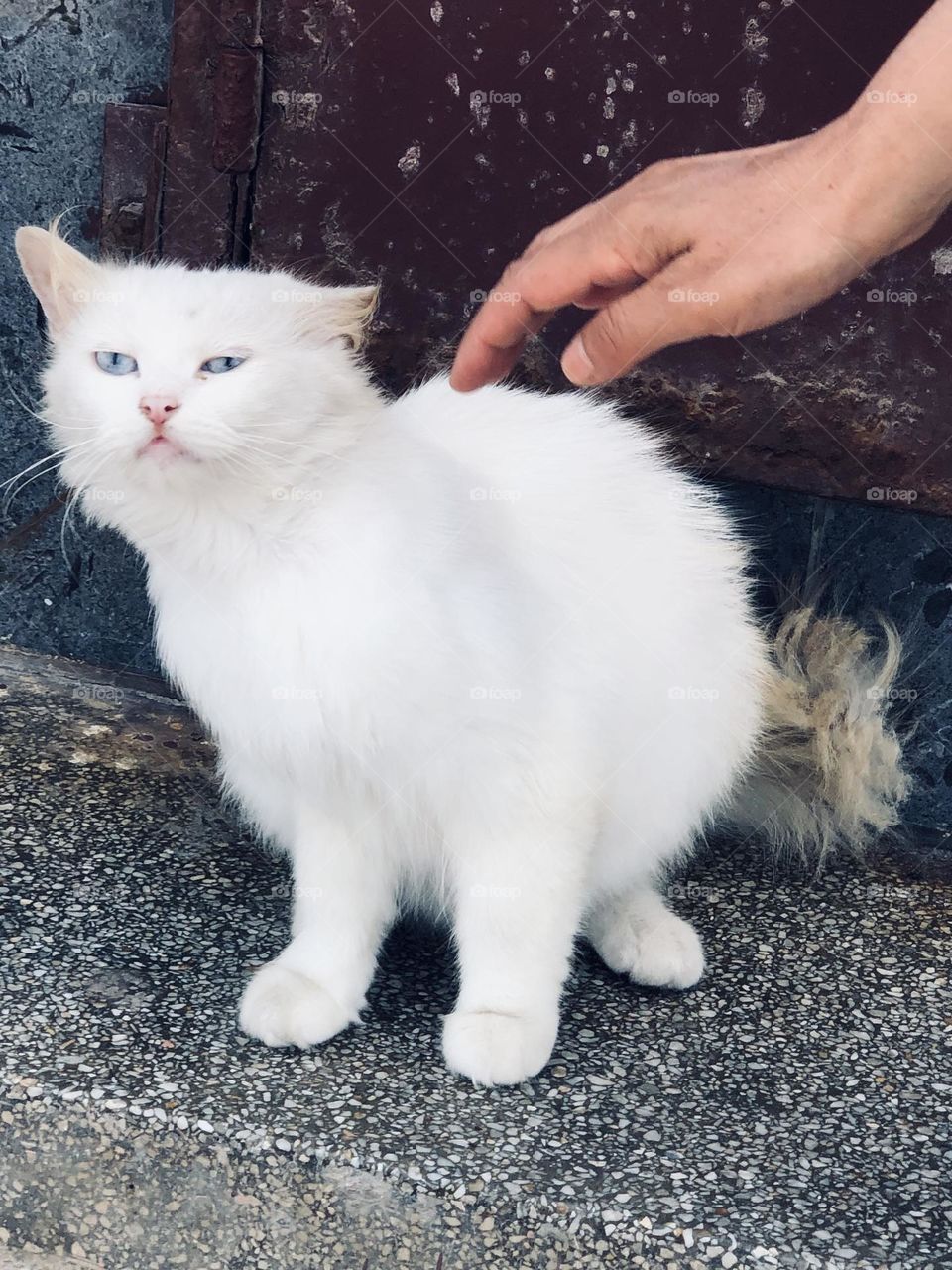 Beautiful white cat looking at camera 