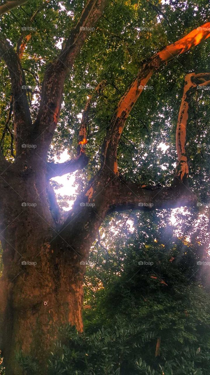very old tree in a park Düsseldorf